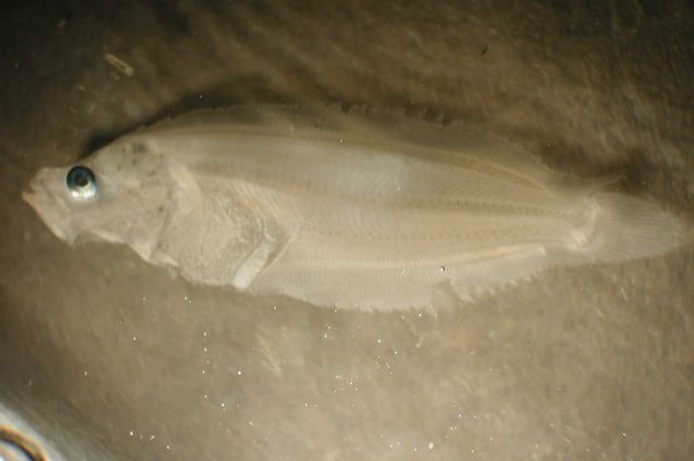 Zooplankton Picture