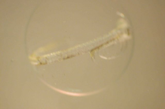 Zooplankton Picture
