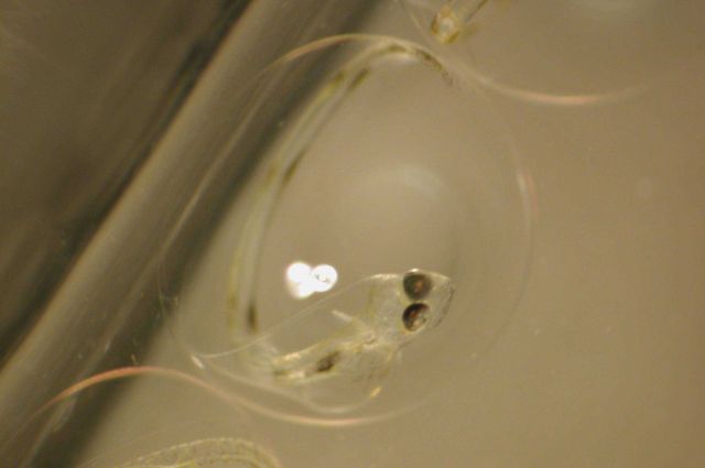 Zooplankton Picture