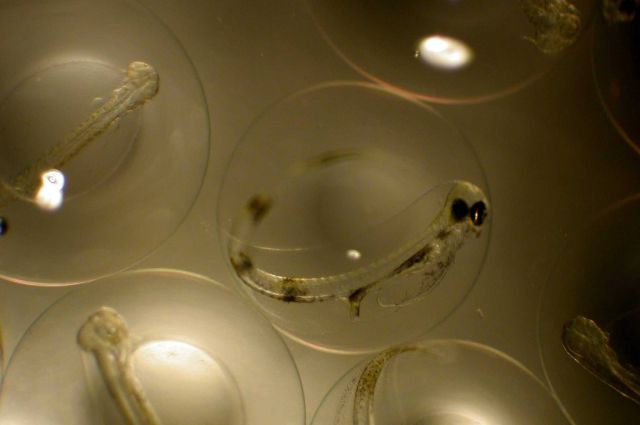 Zooplankton Picture