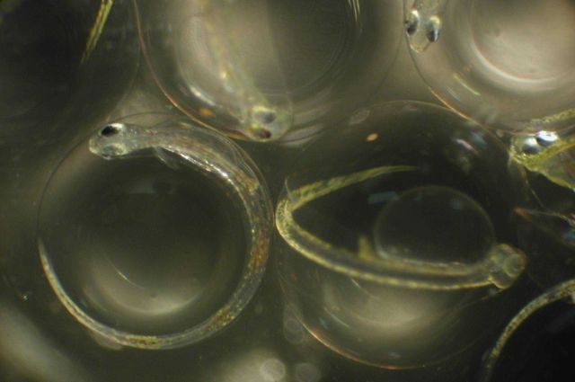 Zooplankton Picture