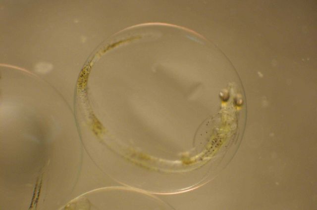 Zooplankton Picture