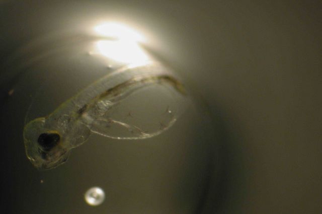 Zooplankton Picture