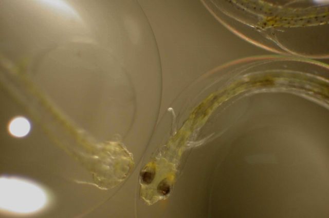 Zooplankton Picture