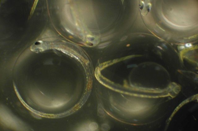 Zooplankton Picture
