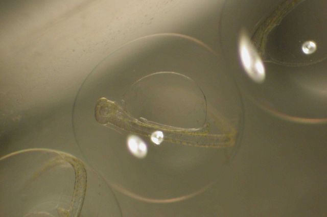 Zooplankton Picture