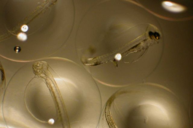 Zooplankton Picture
