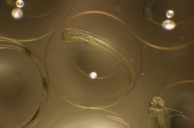 Zooplankton Picture