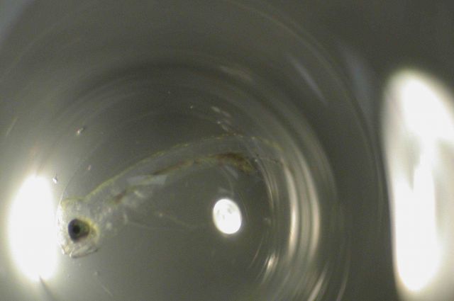 Zooplankton Picture