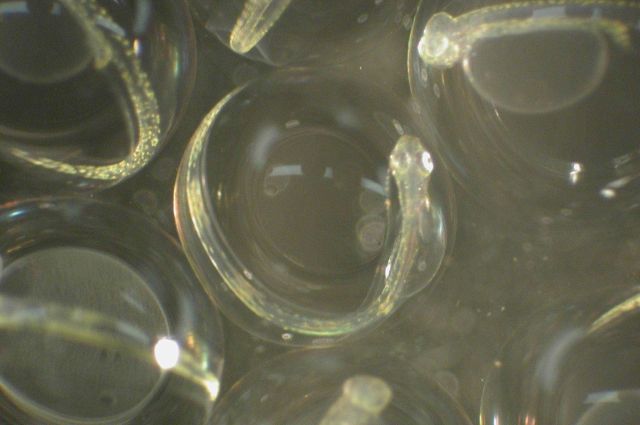 Zooplankton Picture