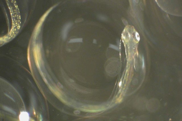 Zooplankton Picture