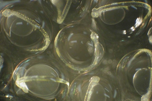 Zooplankton Picture