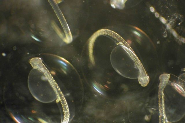 Zooplankton Picture
