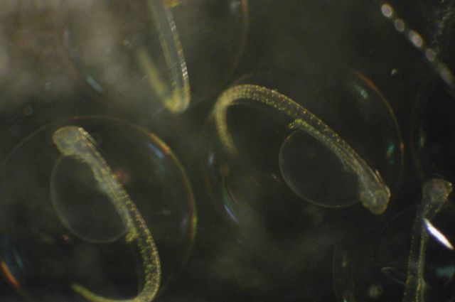 Zooplankton Picture