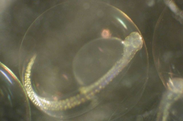 Zooplankton Picture