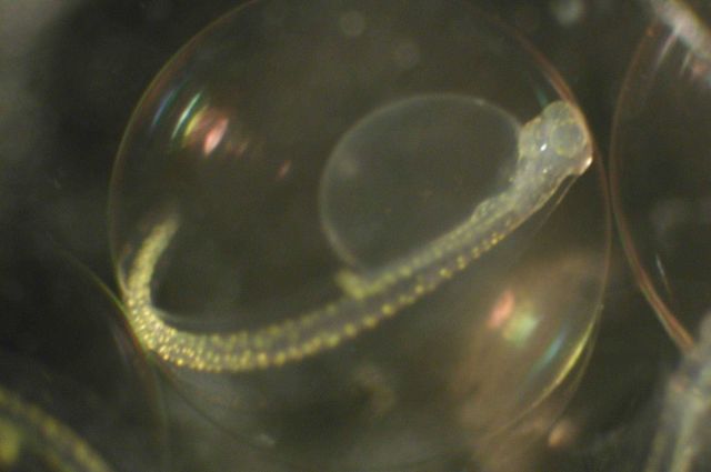 Zooplankton Picture