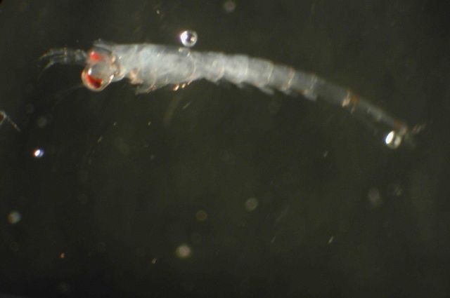 Zooplankton Picture