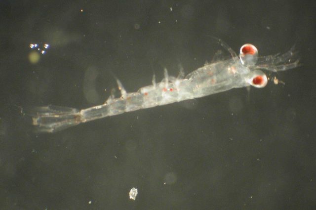 Zooplankton Picture