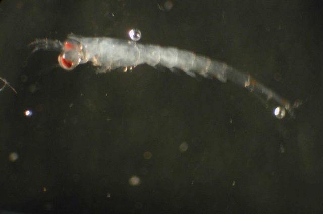 Zooplankton Picture