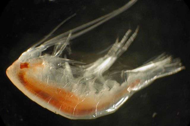 Zooplankton Picture