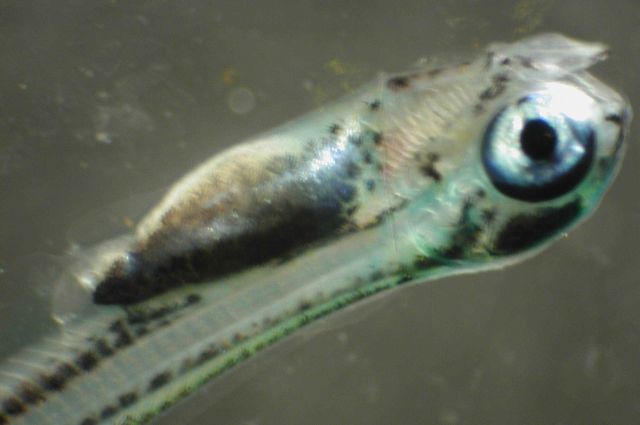 Zooplankton Picture
