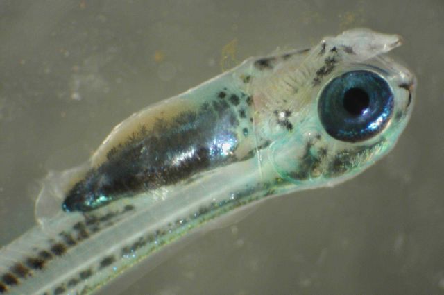 Zooplankton Picture