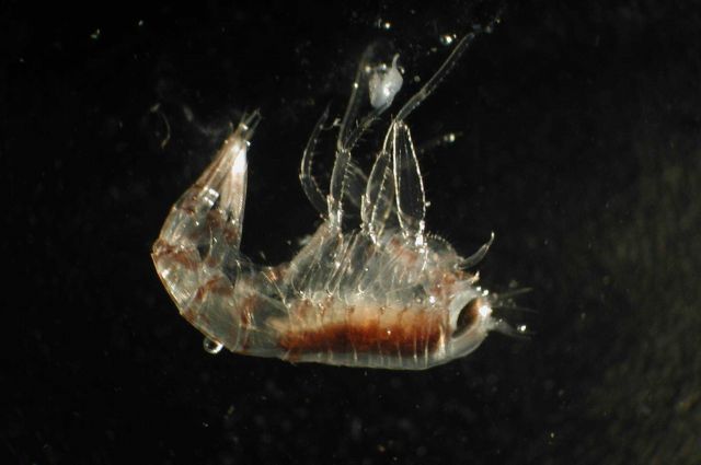 Zooplankton Picture
