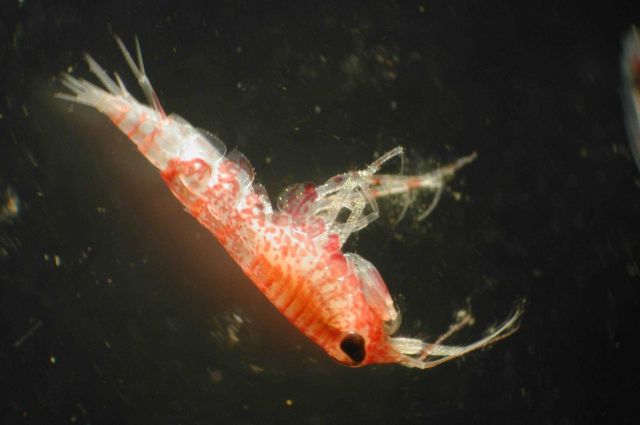 Zooplankton Picture