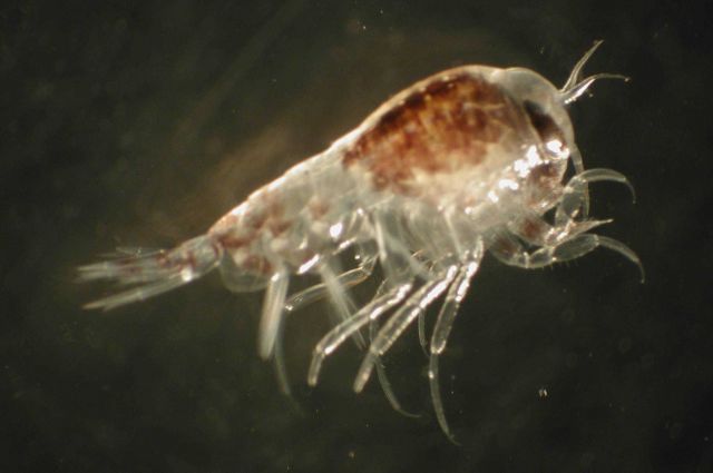 Zooplankton Picture