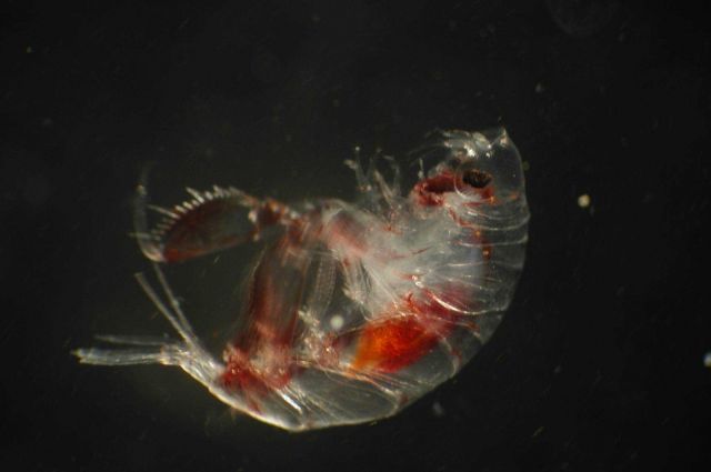 Zooplankton Picture
