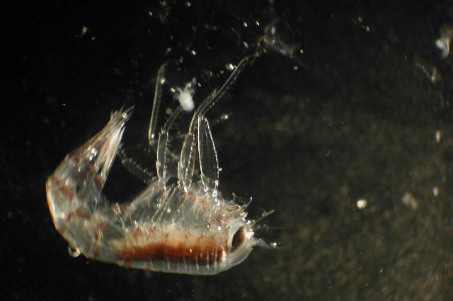 Zooplankton Picture