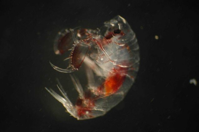 Zooplankton Picture
