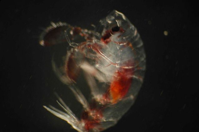 Zooplankton Picture