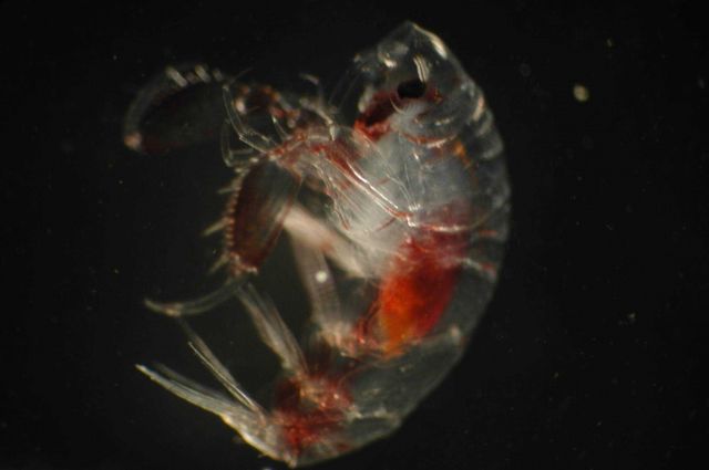 Zooplankton Picture