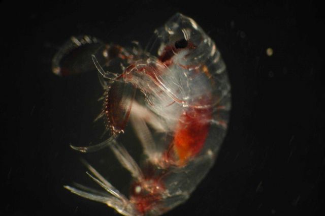 Zooplankton Picture