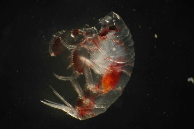 Zooplankton Picture