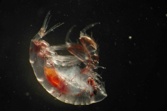 Zooplankton Picture