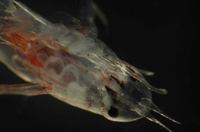 Zooplankton Picture