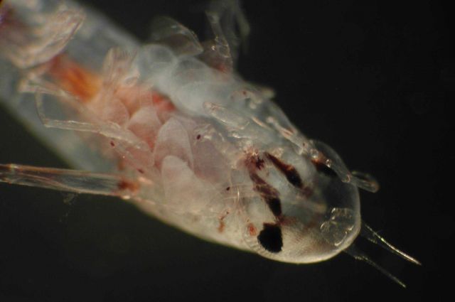 Zooplankton Picture