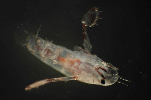Zooplankton Picture