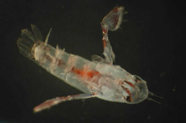 Zooplankton Picture
