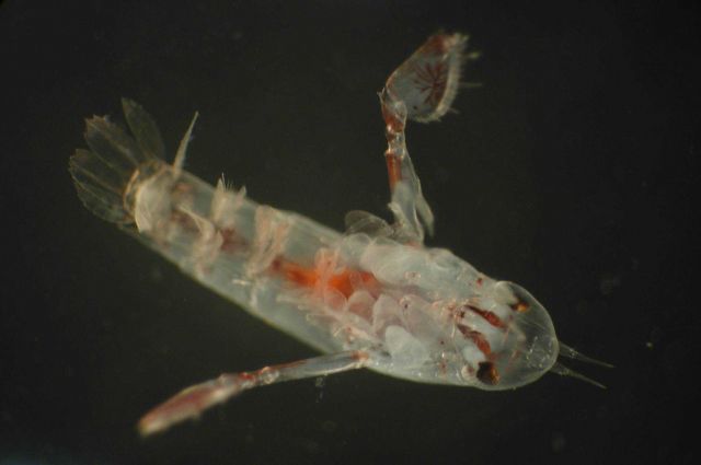 Zooplankton Picture
