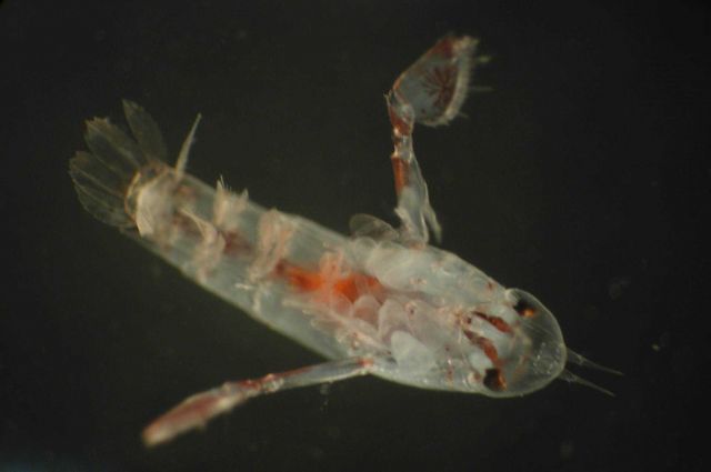 Zooplankton Picture