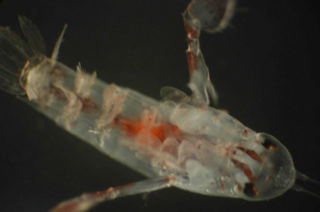 Zooplankton Picture