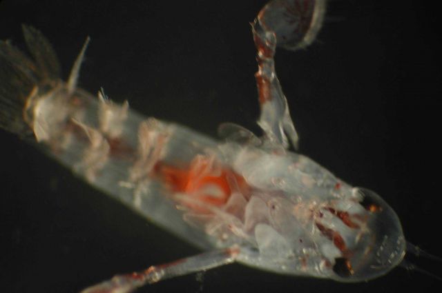 Zooplankton Picture