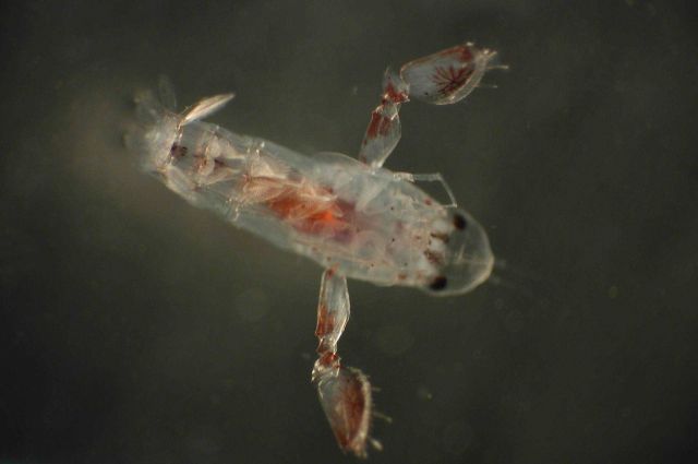 Zooplankton Picture