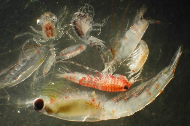 Zooplankton Picture
