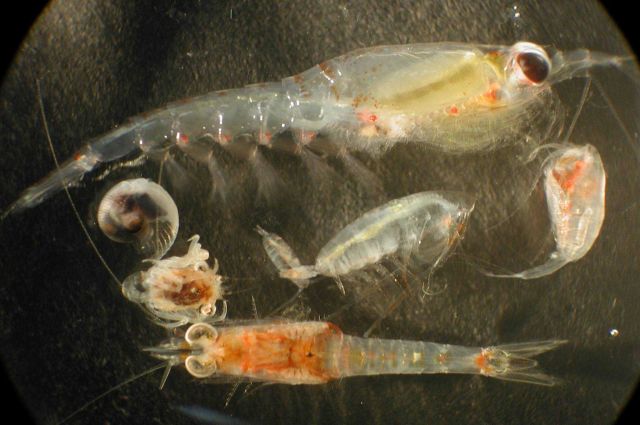 Zooplankton Picture