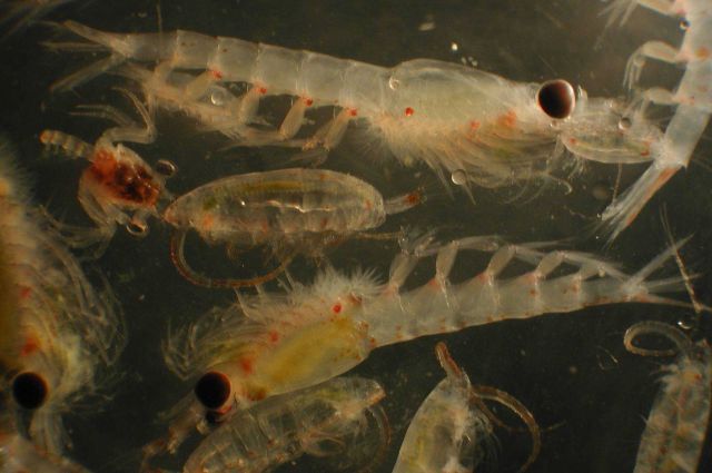 Zooplankton Picture