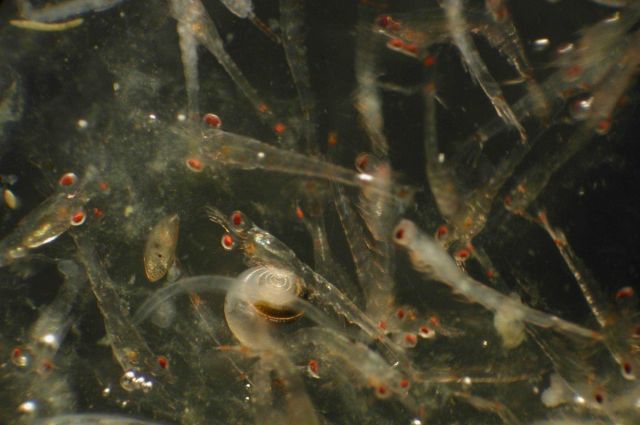 Zooplankton Picture